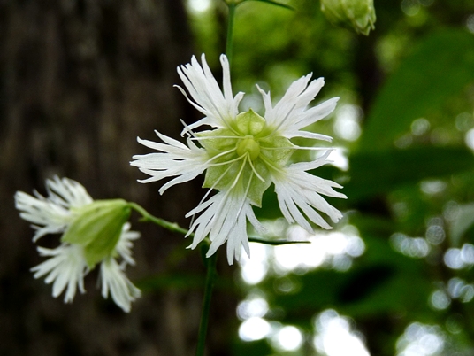 {Silene stellata}